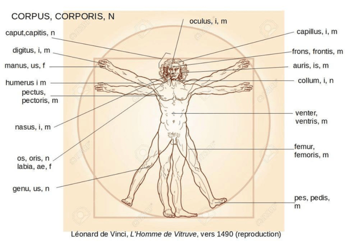 Corps Humain