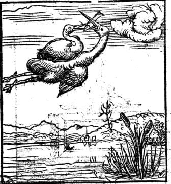 Cigogne