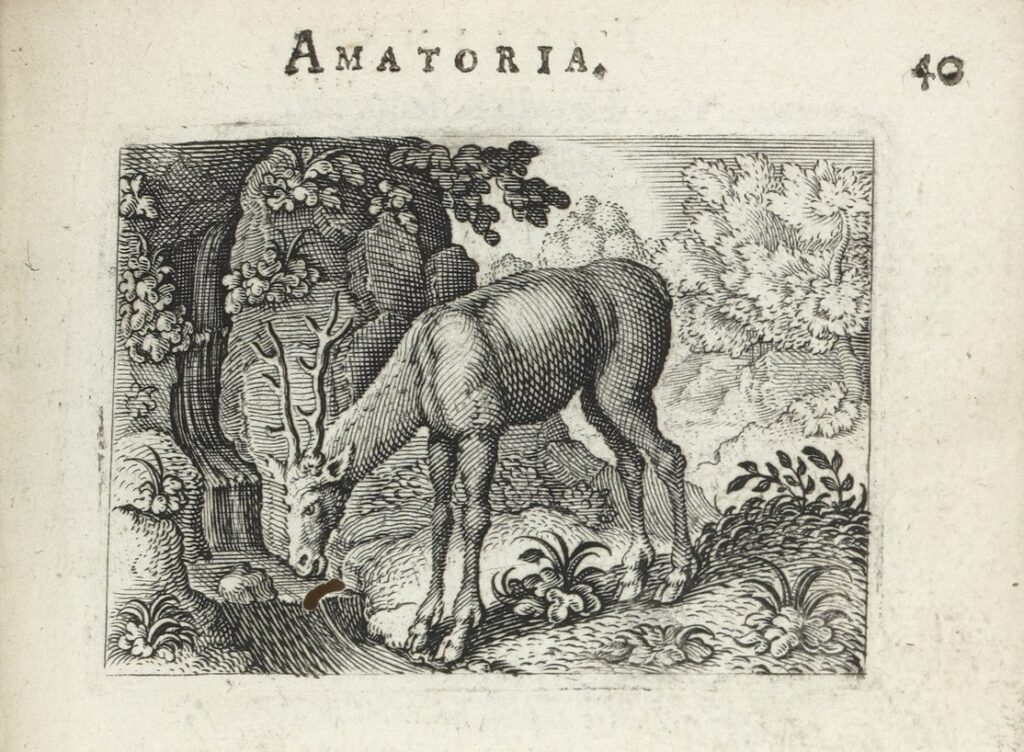 Fig. 13 Solatium non auxilium rognée